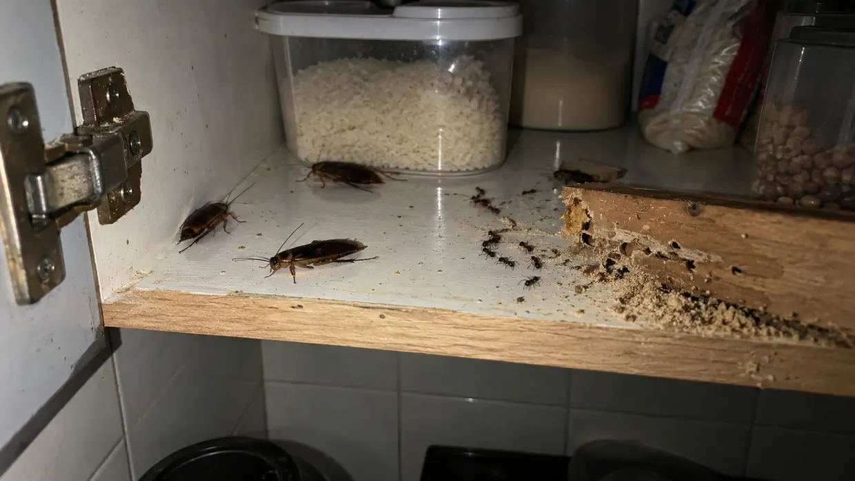 Baratas, formigas e cupim dentro de um armário de cozinha — pragas urbanas atendidas pela Desinsect